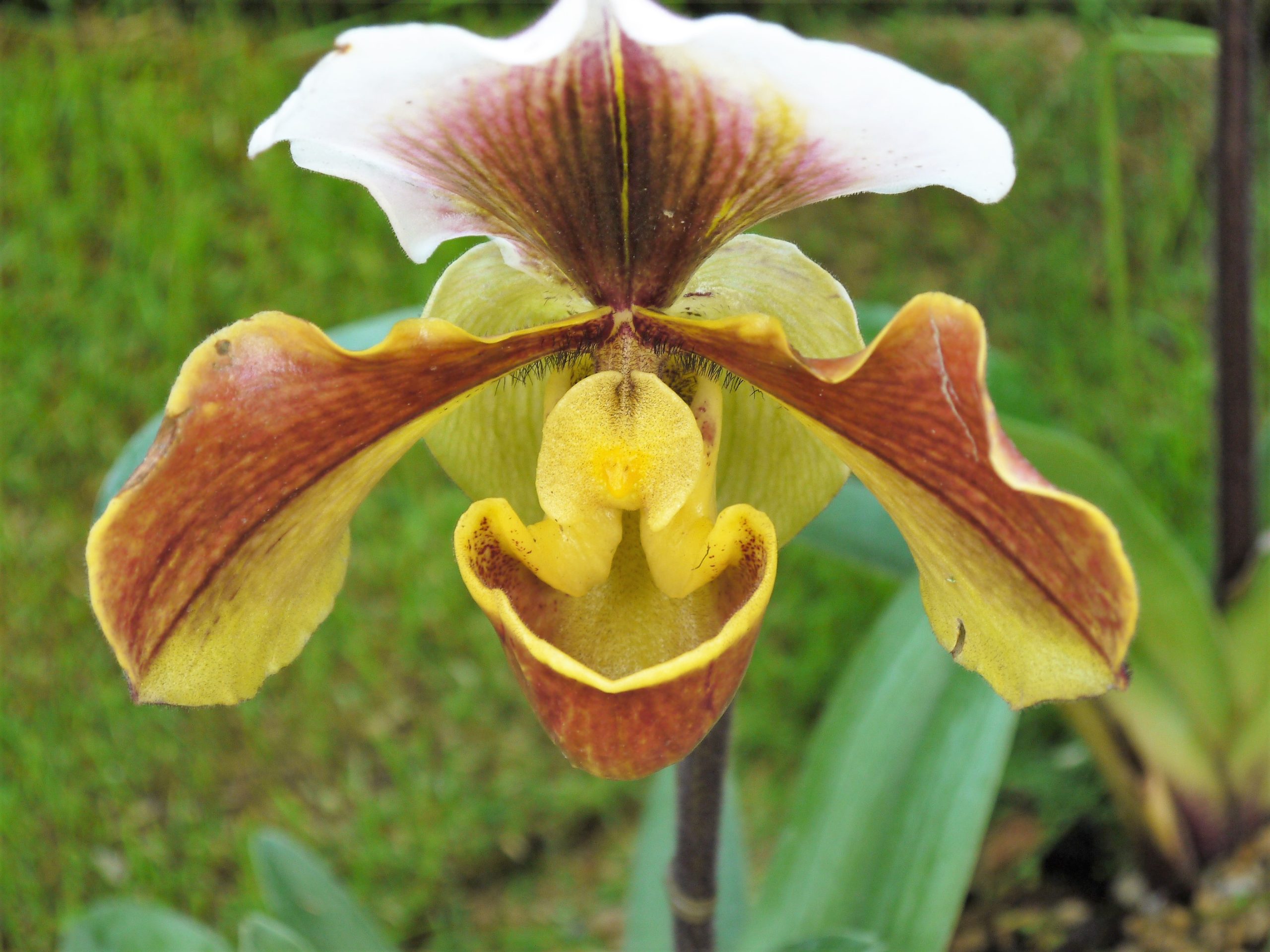 Paphiopedilum